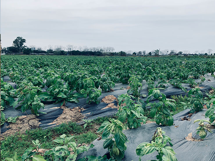 w66.����(�й���)_���������콢��